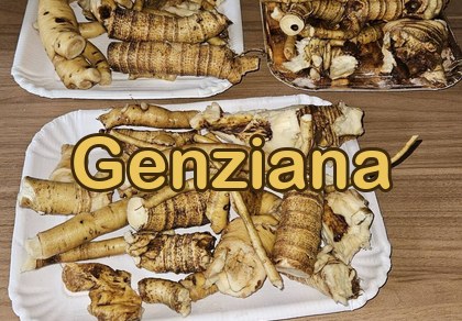 La genziana