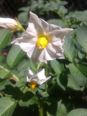 Patate e carote del Fucino – 3