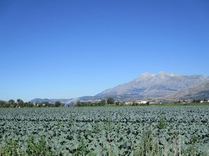 Patate e carote del Fucino – 5