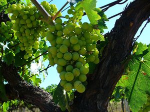 Uve Trebbiano in Abruzzo – 1