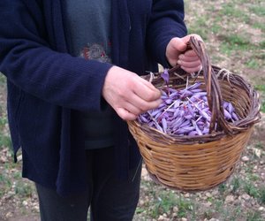 Zafferano dell’Aquila a Navelli – 2